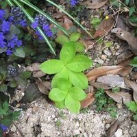 玄関に きんもくせい の木を植えています 植木屋さん きんもく Yahoo 知恵袋