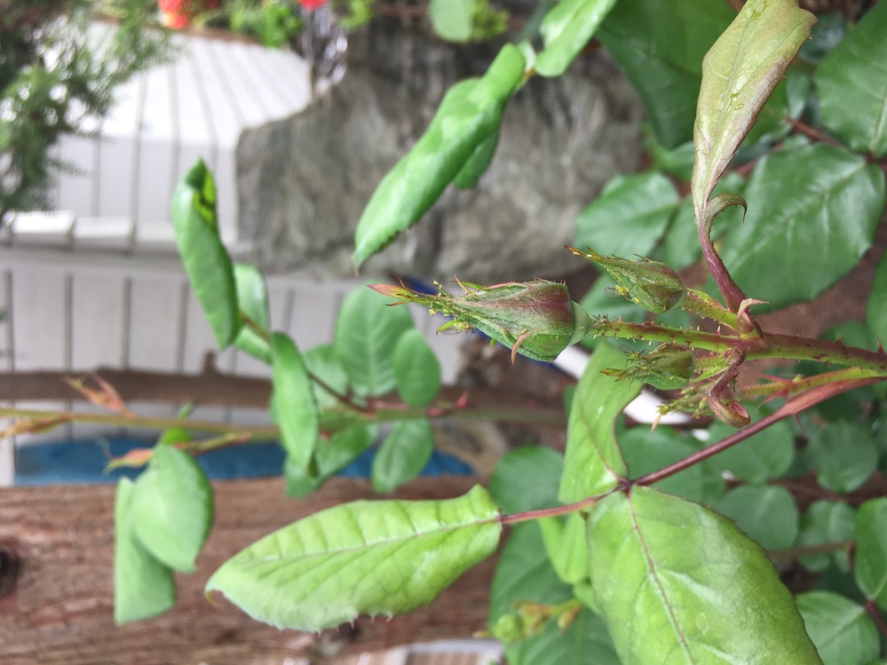 バラ好きな皆さま はじめまして 今の時期 頭を悩ませる害虫にバラゾ Yahoo 知恵袋