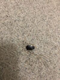 毛虫が桜の木から落ちてくる時期ってこの時期ですか マンションの入り口の目の Yahoo 知恵袋