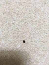 画像が悪くてすみません 最近このような小さな粒の黒い虫がよく壁にいます 一応 Yahoo 知恵袋