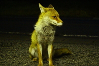 野生のキツネは 何を食べるんでしょうか 食性は肉食に近い雑食性 鳥 ウ Yahoo 知恵袋