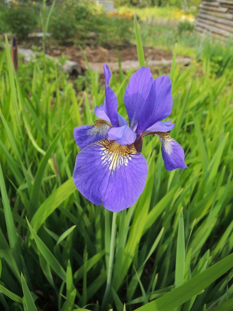 この花の名前を教えて下さい イチハツ ジャーマンアイリス 他 Yahoo 知恵袋