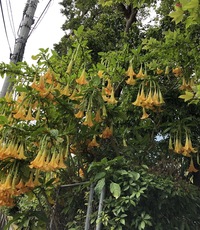 幸福の木の花は 受粉させないと種にはなりませんか それ Yahoo 知恵袋