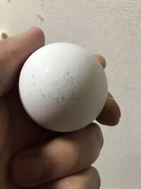 卵の殻にカビ 冷蔵庫に入ってる卵の殻にカビが生えてたのですが加熱し Yahoo 知恵袋