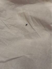 このような小虫 羽あります が部屋に最近多くなっています 結構小さいので網戸か 教えて 住まいの先生 Yahoo 不動産