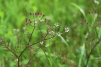 この白い小花の植物の名前を教えてください よろしくお願いいたします Yahoo 知恵袋