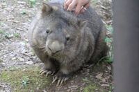 ウォンバットって 実際に見たことありますか 東山動物園で観た Yahoo 知恵袋