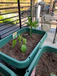 野菜の苗の植え付け時期 ﾎｰﾑｾﾝﾀｰで売られている野菜の苗ですが 今で Yahoo 知恵袋
