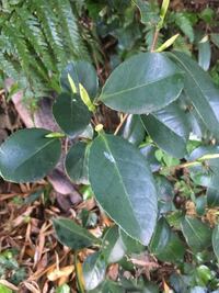 椿の花色の変化について椿について質問させてください 実家に八重の椿が一 Yahoo 知恵袋