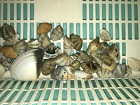 この貝は何という種類ですか アサリだと思って取りましたが 貝の表面 Yahoo 知恵袋