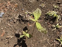 芽生えた植物の名前を教えてください 庭に生えていました 5月になってから芽が Yahoo 知恵袋