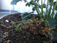ベランダでモミジイチゴの苗を育てています 今で１０センチくらいの小さな物で Yahoo 知恵袋