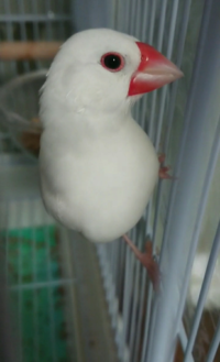 白文鳥の寿命は何年ぐらいですか メスを1匹で飼ってますが 何か Yahoo 知恵袋