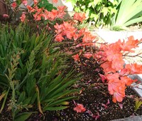 球根植物で開花期間の長い種類教えてください ダリアも長い方ですよね Yahoo 知恵袋