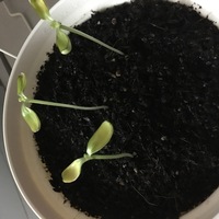 ミニひまわりの移植について 花壇にミニひまわりの種をまきました Yahoo 知恵袋
