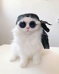 猫には嫌なところがまったくない エス ティ ワイ Sty