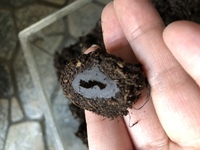 カブトムシのサナギについて今年も100円ショップで購入したカブ Yahoo 知恵袋