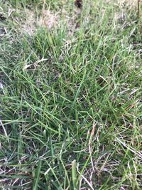 庭の芝生にダニが繁殖してるんですが どうやって駆除したらいいでしょうか Yahoo 知恵袋