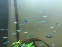 アカヒレやネオンテトラに乾燥赤虫を与えた所 餌をつっつくのです Yahoo 知恵袋