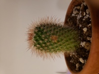 サボテンが変色しました 茶色に変色したのですが どのように対処すればよろしい Yahoo 知恵袋