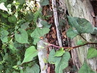 新たに生えてくるドクダミを抜き続けたら根絶は可能ですか 荒れ果てた前庭に Yahoo 知恵袋