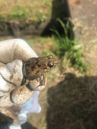 このカエルの種類を教えてください 田んぼで非常によく見るカエ Yahoo 知恵袋