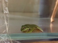この中に ｲｴｱﾒｶﾞｴﾙと一緒に飼育できる蛙はいますか ｻﾋﾞﾄﾏ Yahoo 知恵袋