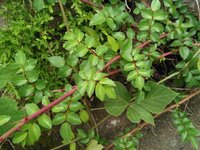 この植物は何でしょう 福岡市内の川岸にあった赤い茎にトゲのある植物 Yahoo 知恵袋