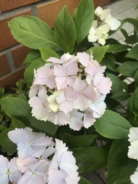 この花はなんですか 紫陽花に似ていると思ったのですが 違うようなのでなんだろ Yahoo 知恵袋