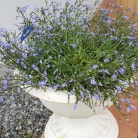 アズーロコンパクトを育てています 萎れたような枯れたような感じになってしまい Yahoo 知恵袋