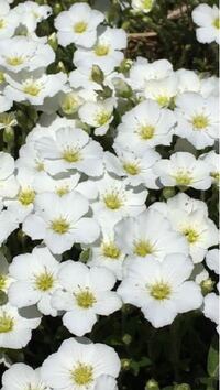 この花の名前を教えてください アレナリアでしょうか 品種はモンタナとかま Yahoo 知恵袋