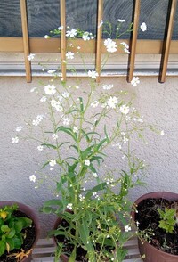 プリムラマラコイデスの花が終わった茎を切るにはどこまで切ればいい Yahoo 知恵袋