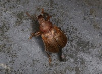 気づいたら アオドウガネの右側の中脚が動かなくなってます寿命が近づいて Yahoo 知恵袋
