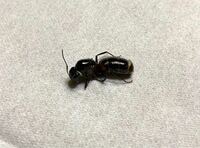 虫画像注意 家にこんな大きな蟻のようなおしりが大き Yahoo 知恵袋