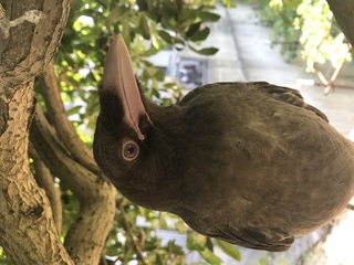 鳥の雛を保護してからあれこれと質問をしていました カラスの雛だと思い込んでい Yahoo 知恵袋