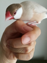 飼っているシナモン文鳥 オス 1才 の目の周りが禿げてきてしまいました 何か Yahoo 知恵袋