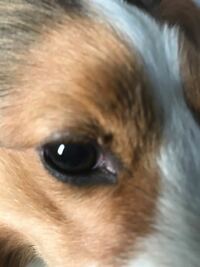 犬の目のイボのついて 左目のまぶたに 大きいイボができています ほぼ黒色で Yahoo 知恵袋