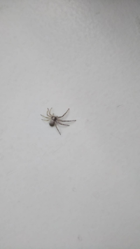 この蜘蛛の左右の足の長さの違いってなんですかね もしかしたら Yahoo 知恵袋