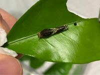 クロアゲハの幼虫 採ってきたもののエサに困っています 何の葉を食 Yahoo 知恵袋