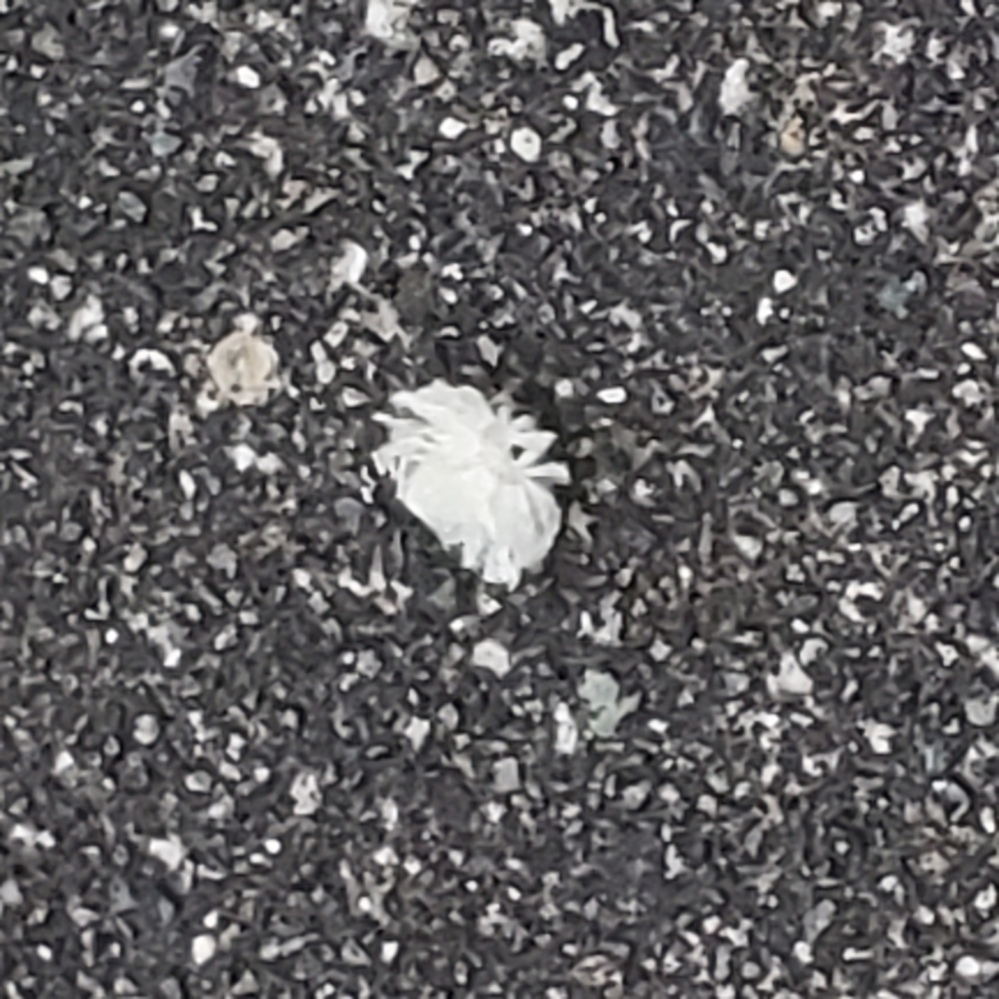 白い花状の虫 これ何ですか 庭の地面を歩いてました オオシラホシハゴロモ Yahoo 知恵袋