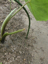 里芋の葉なのですが 朝見ると葉の付け根から千切れて落ちています 毎日ど Yahoo 知恵袋