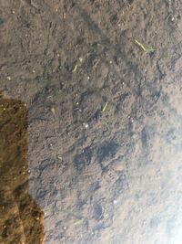 こんな動画見つけたんですが これはなんていう生き物ですか 何 Yahoo 知恵袋