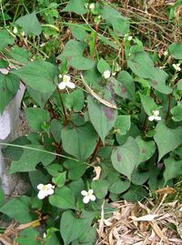 画像は 道端に自生しているどくだみでございます どくだみは 食用 Yahoo 知恵袋