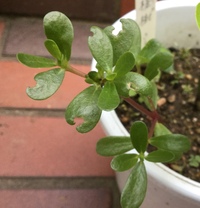 雑草ですか ポーチュラカに似ていてます ポーチュラカはこぼれ種でで Yahoo 知恵袋