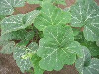 野菜に詳しい方に質問させていただきます こちらの野菜は何という野菜 Yahoo 知恵袋