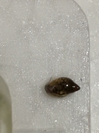 この貝は何ですか 水槽に突然現れました メダカの水槽に一緒に入って Yahoo 知恵袋