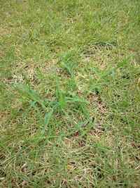 芝生か黒ずんで腐ってしまったようです 病気をでしょうか 高麗 Yahoo 知恵袋