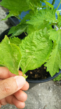 シソ 大葉 は復活しますか 家庭菜園で育てていたシソに沢山虫が付いて Yahoo 知恵袋