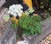 ソヨゴの花が落ちてしまいました東京です ４月に植えたソヨゴの白い花が落ちて Yahoo 知恵袋