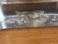画像あり アフリカツメガエルが死んでしまいました 家に来て1週間が経ち Yahoo 知恵袋